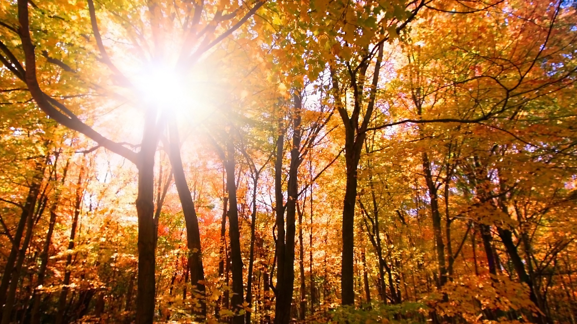 Sol som lyser mellan flera träd som skiftar i olika färger
