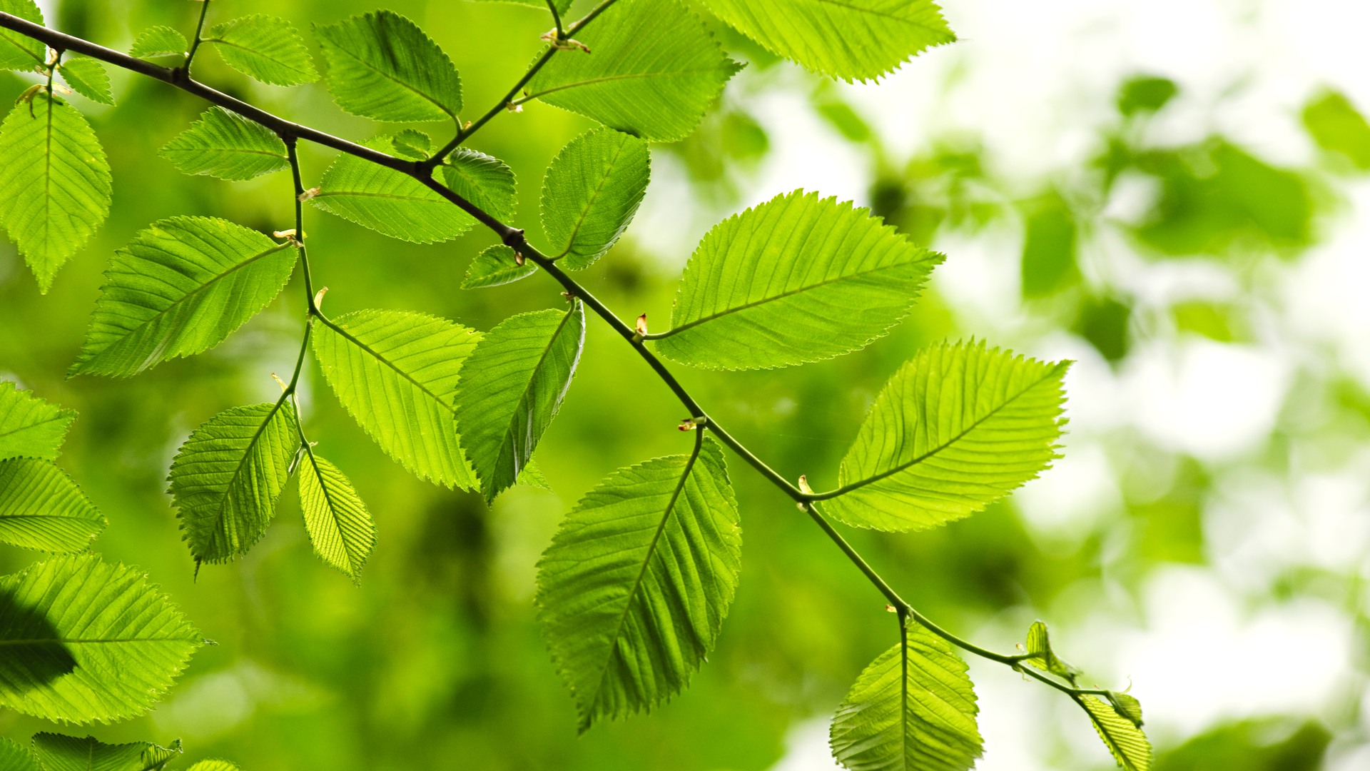 Green spring elm leaves  in clean environment